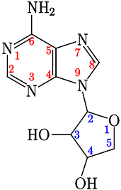 2-(6-Aminopurin-9-il)-3,4-dihidroxi-oxolán.svg